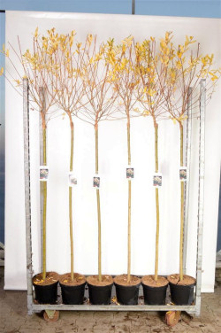 Gluosnis sveikalapis (Lot Salix integra) 'Hakuro-nishiki' C5/P23 STIEBAS 120 CM