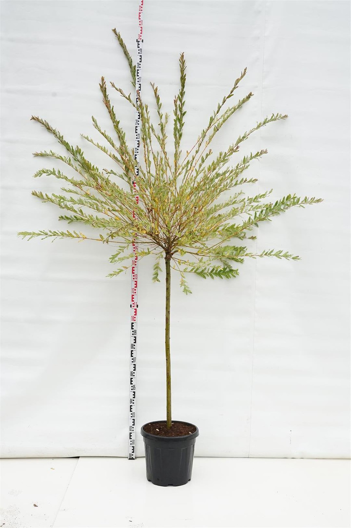 Gluosnis sveikalapis (Lot Salix integra) 'Hakuro-nishiki' C30 STIEBAS 125 CM | GLUOSNIAI | MEDŽIAI