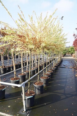 Gluosnis sveikalapis (Lot Salix integra) 'Hakuro-nishiki' C30 STIEBAS 125 CM - nuotrauka 2