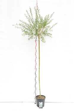 Gluosnis sveikalapis (Lot Salix integra) 'Hakuro-nishiki' C15 STIEBAS 180 CM KAMIENO APIMTIS 6-8 CM