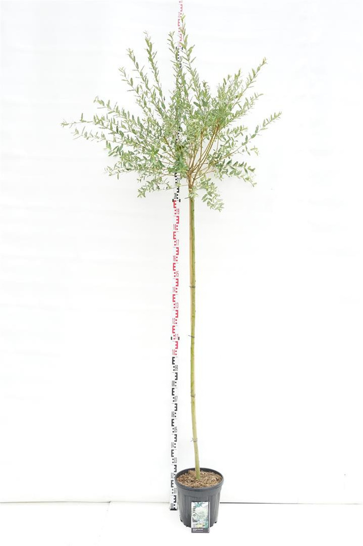 Gluosnis sveikalapis (Lot Salix integra) 'Hakuro-nishiki' C15 STIEBAS 180 CM KAMIENO APIMTIS 6-8 CM