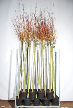 Gluosnis sveikalapis (Lot Salix integra) 'Hakuro-nishiki' 1C7,5/P26 STIEBAS 80 CM | GLUOSNIAI | MEDŽIAI