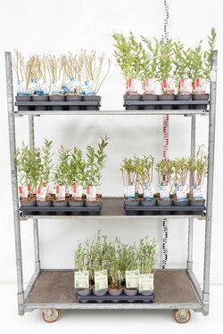 Gluosnis MIX  (Lot Salix in)  P12