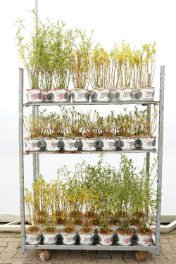 Gluosnis MIX  (Lot Salix in)  C2/P17 BUSH