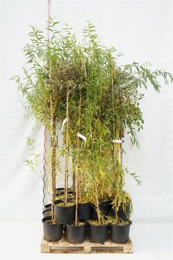 Gluosnis MIX  (Lot Salix in)  2x6 'Kilmarnock' & 'Hakuro Nishiki' 150 CM STEM C12 + 2x6 'Kilmarnock' & 'Hakuro Nishiki' 180 CM S