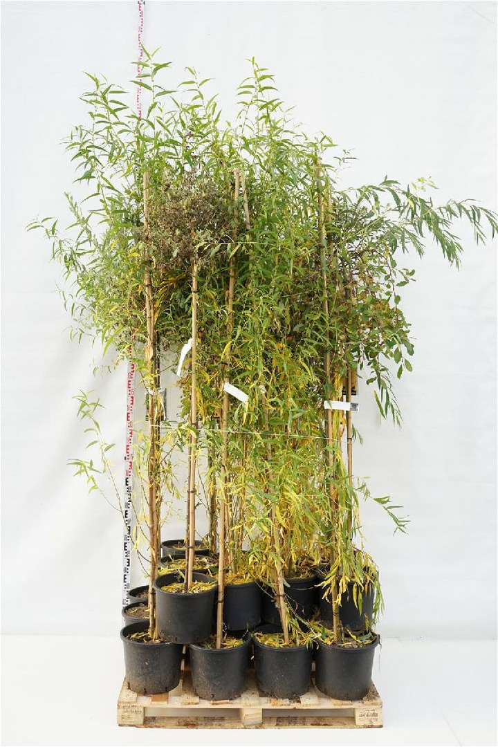 Gluosnis MIX  (Lot Salix in)  2x6 'Kilmarnock' & 'Hakuro Nishiki' 150 CM STEM C12 + 2x6 'Kilmarnock' & 'Hakuro Nishiki' 180 CM S