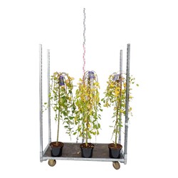 Gluosnis MIX (Lot Salix in) C5/P23 STIEBAS 100 CM | GLUOSNIAI | MEDŽIAI