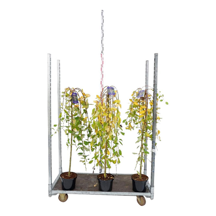 Gluosnis MIX (Lot Salix in) C5/P23 STIEBAS 100 CM | GLUOSNIAI | MEDŽIAI