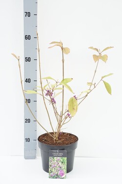 Gluosnis MIX (Lot Salix in) C7.5 STIEBAS 150 CM