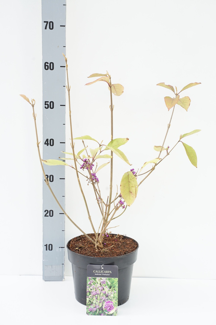 Gluosnis MIX (Lot Salix in) C7.5 STIEBAS 150 CM