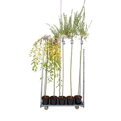 Gluosnis MIX (Lot Salix in) 1C7,5/P26 STIEBAS 80 CM | GLUOSNIAI | MEDŽIAI