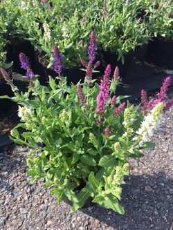 Šalavijas MIX (Lot Salvia in) C2/P17 - nuotrauka 1