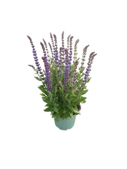 Šalavijas MIX (Lot Salvia in) C2/P17 - nuotrauka 2