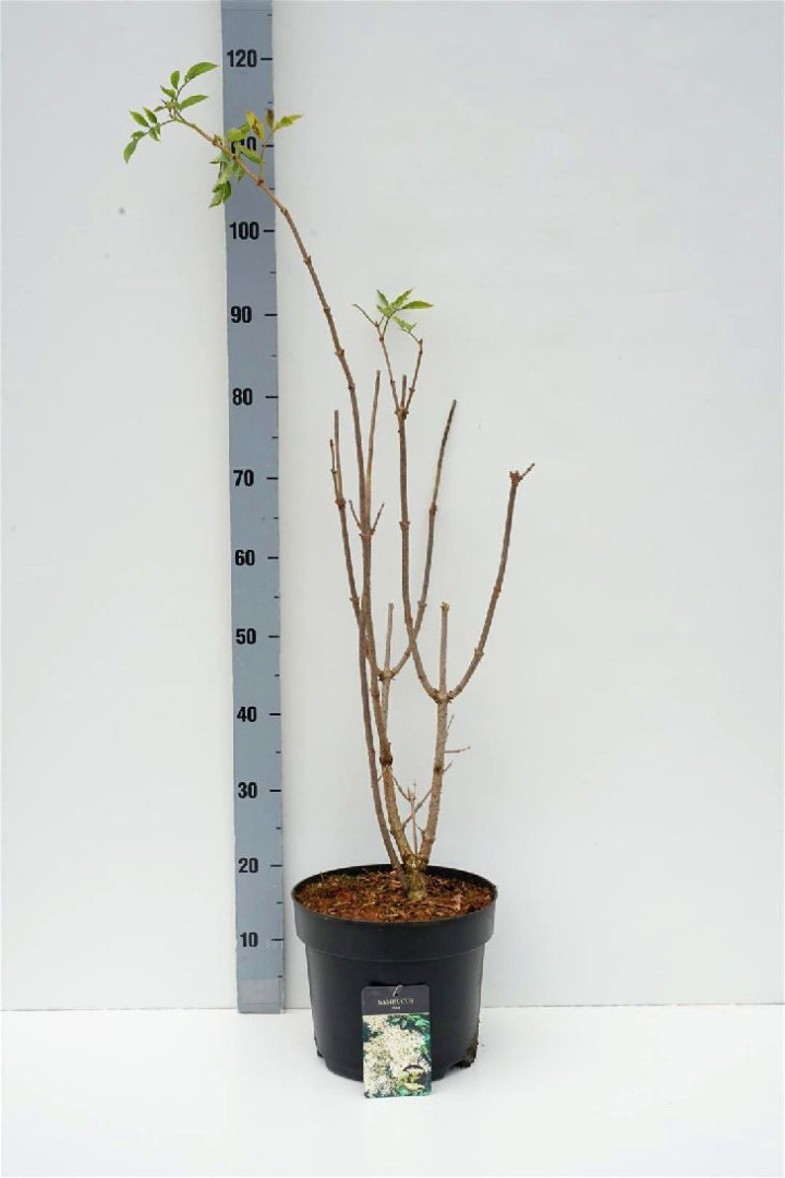 Šeivamedis juodauogis (Lot Sambucus nigra) C7,5/P26 60-80 CM | ŠEIVAMEDŽIAI | KRŪMAI