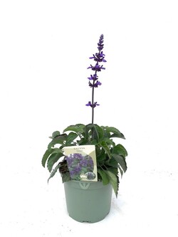 Šalavijai (Lot Salvia) 'Mystic Spires' C2/P17