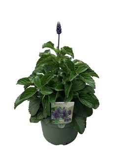 Šalavijai (Lot Salvia) 'Mystic Spires' C3/P19