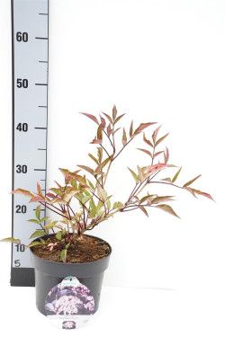 Šeivamedis juodauogis (Lot Sambucus nigra) 'Black Beauty' C3/P19 30-35 CM | ŠEIVAMEDŽIAI | KRŪMAI