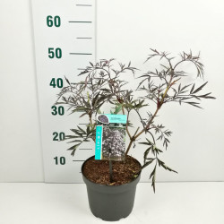 Šeivamedis juodauogis (Lot Sambucus nigra) 'Black Lace' C3/P19 40-50 CM | ŠEIVAMEDŽIAI | KRŪMAI