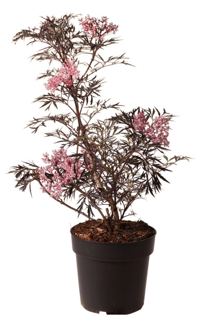 Šeivamedis juodauogis (Lot Sambucus nigra) 'Black Lace' C5/P23 50-60 CM | ŠEIVAMEDŽIAI | KRŪMAI