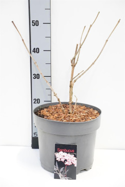 Šeivamedis juodauogis (Lot Sambucus nigra) 'Black Lace' C7,5/P26 40-60 CM | ŠEIVAMEDŽIAI | KRŪMAI