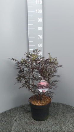Šeivamedis juodauogis (Lot Sambucus nigra) 'Black Lace' C7,5/P26 60-80 CM - nuotrauka 2