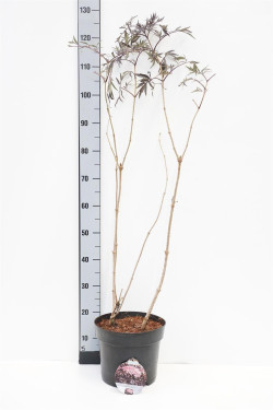 Šeivamedis juodauogis (Lot Sambucus nigra) 'Black Lace' C7,5/P26 60-80 CM - nuotrauka 1
