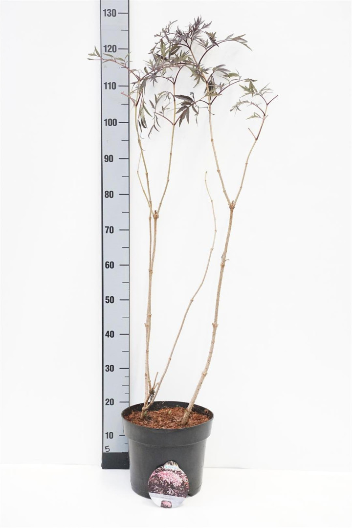 Šeivamedis juodauogis (Lot Sambucus nigra) 'Black Lace' C7,5/P26 60-80 CM | ŠEIVAMEDŽIAI | KRŪMAI