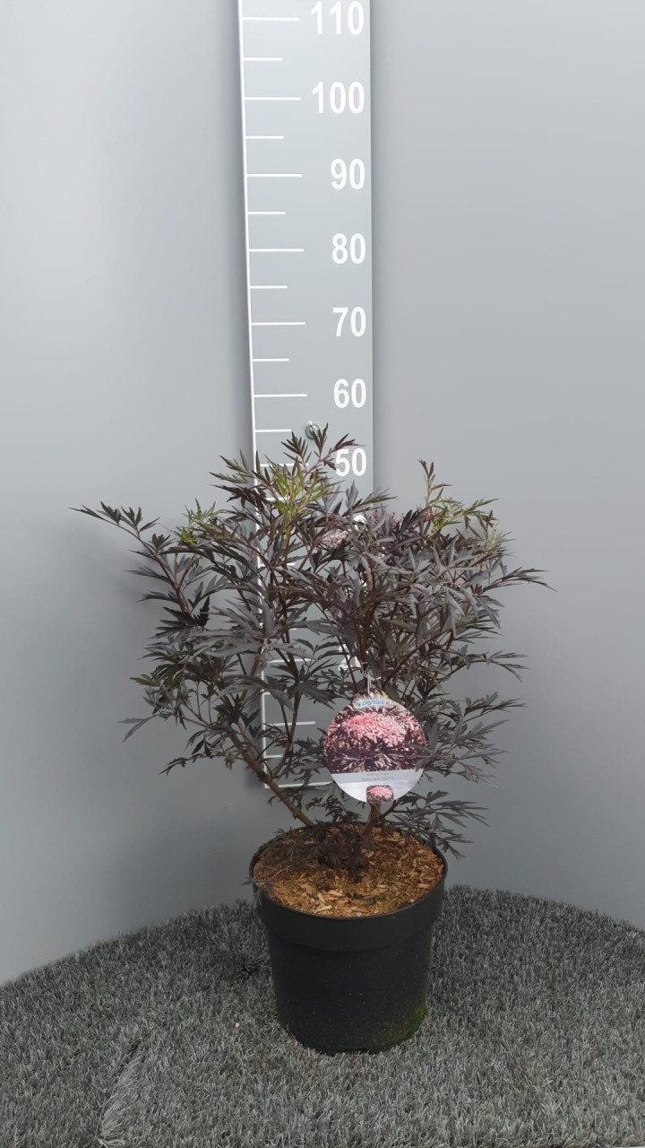 Šeivamedis juodauogis (Lot Sambucus nigra) 'Black Lace' C7,5/P26 60-80 CM | ŠEIVAMEDŽIAI | KRŪMAI