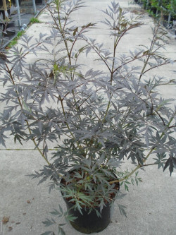 Šeivamedis juodauogis (Lot Sambucus nigra) 'Black Lace' C12 80-100 CM - nuotrauka 1