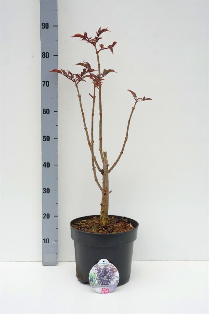 Šeivamedis juodauogis (Lot Sambucus nigra) 'Black Tower' C7,5/P26 60-80 CM | ŠEIVAMEDŽIAI | KRŪMAI