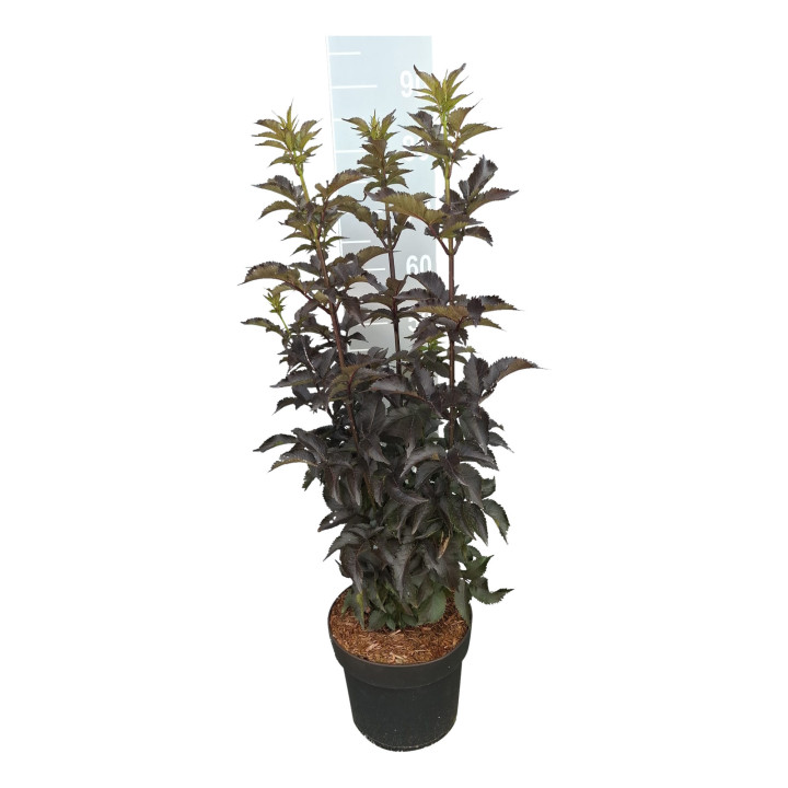 Šeivamedis juodauogis (Lot Sambucus nigra) 'Black Tower' C7,5/P26 60-80 CM | ŠEIVAMEDŽIAI | KRŪMAI