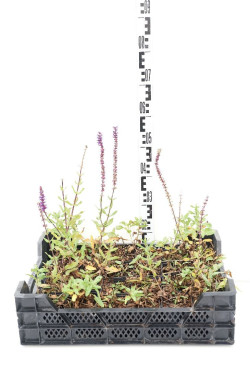 Gojinis šalavijas Rožė (Lot Salvia nemorosa) 'Caradonna' P9 | ŠALAVIJAI | DAUGIAMETĖS GĖLĖS