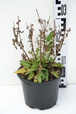 Gojinis šalavijas  (Lot Salvia nemorosa) 'Caradonna' C2/P17