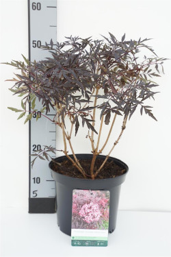 Šeivamedis juodauogis (Lot Sambucus nigra) 'Cherry Lace' C5/P23 40-50 CM