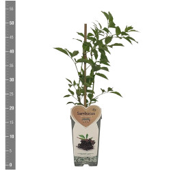 Šeivamedis juodauogis (Lot Sambucus nigra) 'Haschberg' C2/P17 BUSH - nuotrauka 2