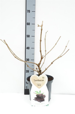 Šeivamedis juodauogis (Lot Sambucus nigra) 'Haschberg' C5/P23 BUSH - nuotrauka 1
