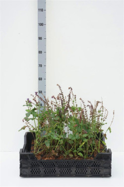 Gojinis šalavijas Rožė (Lot Salvia nemorosa) 'Mainacht' P9 | ŠALAVIJAI | DAUGIAMETĖS GĖLĖS