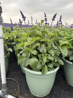 Šalavijai (Lot Salvia) 'Marvel Sky Blue' P32