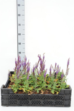 Gojinis šalavijas (Lot Salvia nem.) 'Ostfriesland' P9 | ŠALAVIJAI | DAUGIAMETĖS GĖLĖS