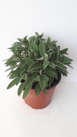Vaistinis šalavijas (Lot Salvia officinalis) C2,5/P18 | ŠALAVIJAI | DAUGIAMETĖS GĖLĖS