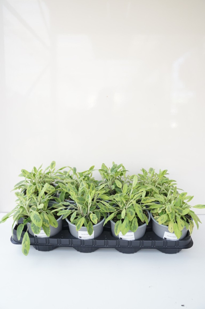 Vaistinis šalavijas (Lot Salvia off.) 'Icterina' C1,5/P14 ITAL.