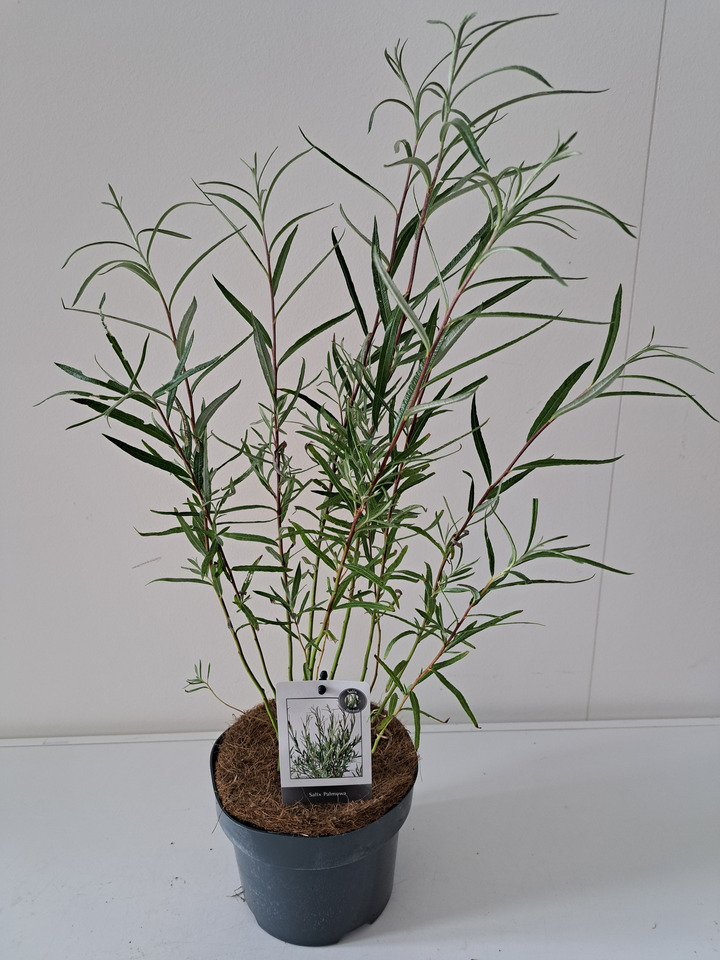 Gluosnis palmova (Lot Salix palmova)  C2/P17 BUSH