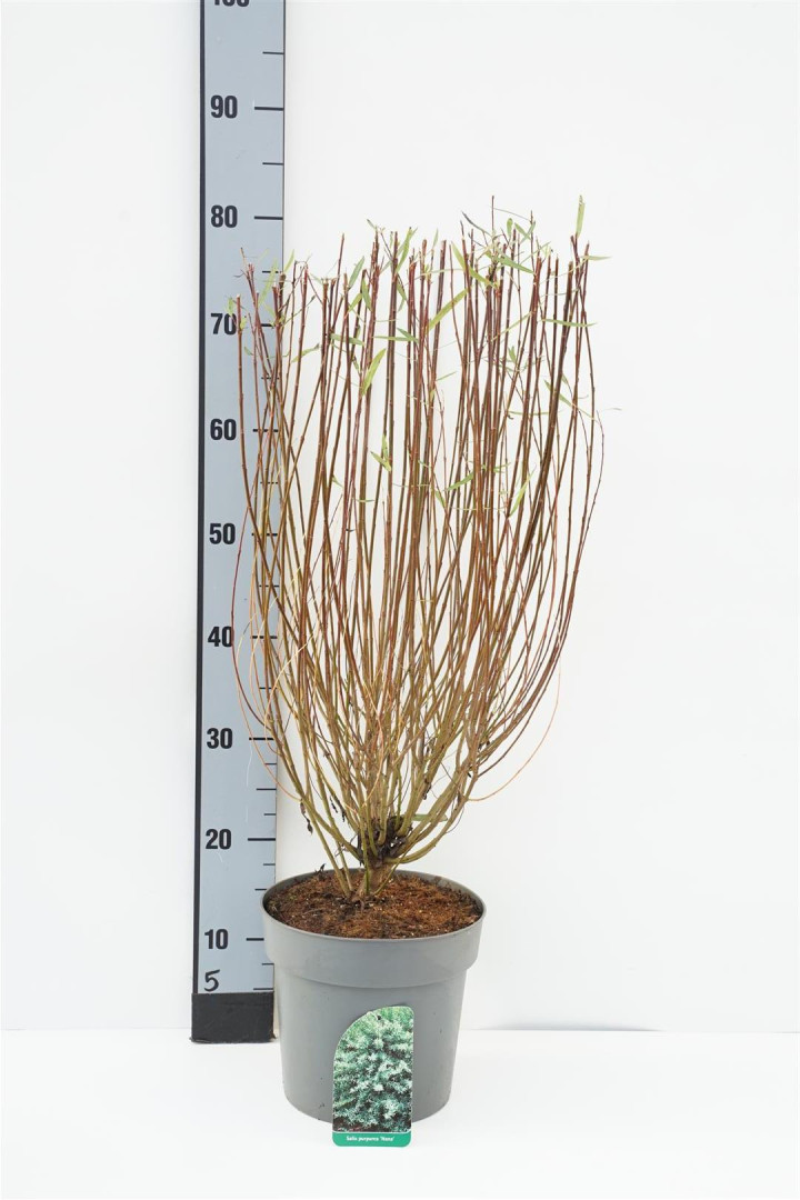Gluosnis purpurinis (Lot Salix purpurea) 'Nana' C4/P21 50-60 CM
