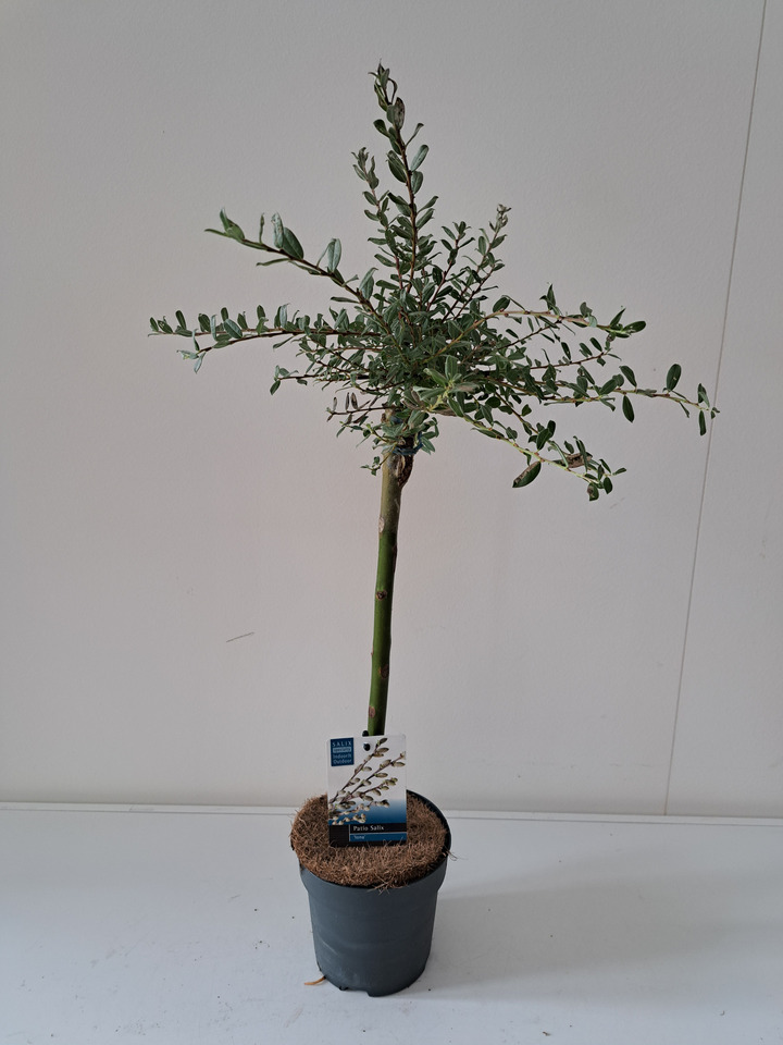 Karklas gulsčiasis (Lot Salix repens) 'Iona' C1,5/P14 STIEBAS 40 CM