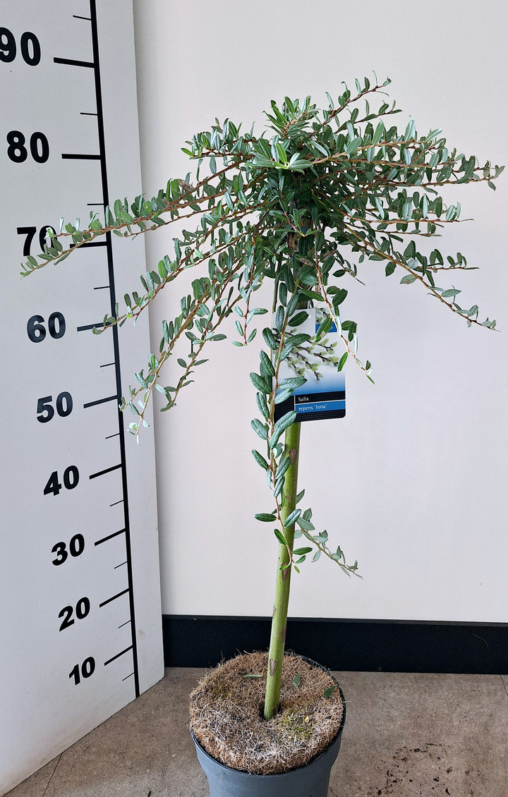 Karklas gulsčiasis (Lot Salix repens) 'Iona' C3/P19 STIEBAS 60 CM