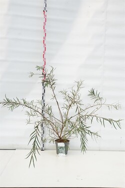 Karklas pelkinis (Lot Salix rosmarinifolia)  C4/P21 60-80 CM