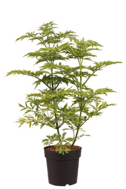 Raudonuogis šeivamedis (Lot Sambucus racemosa) 'Sutherland Gold' C5/P23 50-60 CM | ŠEIVAMEDŽIAI | KRŪMAI