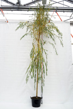 Gluosnis hibridinis (Lot Salix sepulcralis) 'Chrysocoma' C50 KOTO APIMTIS 12-14 CM | GLUOSNIAI | MEDŽIAI