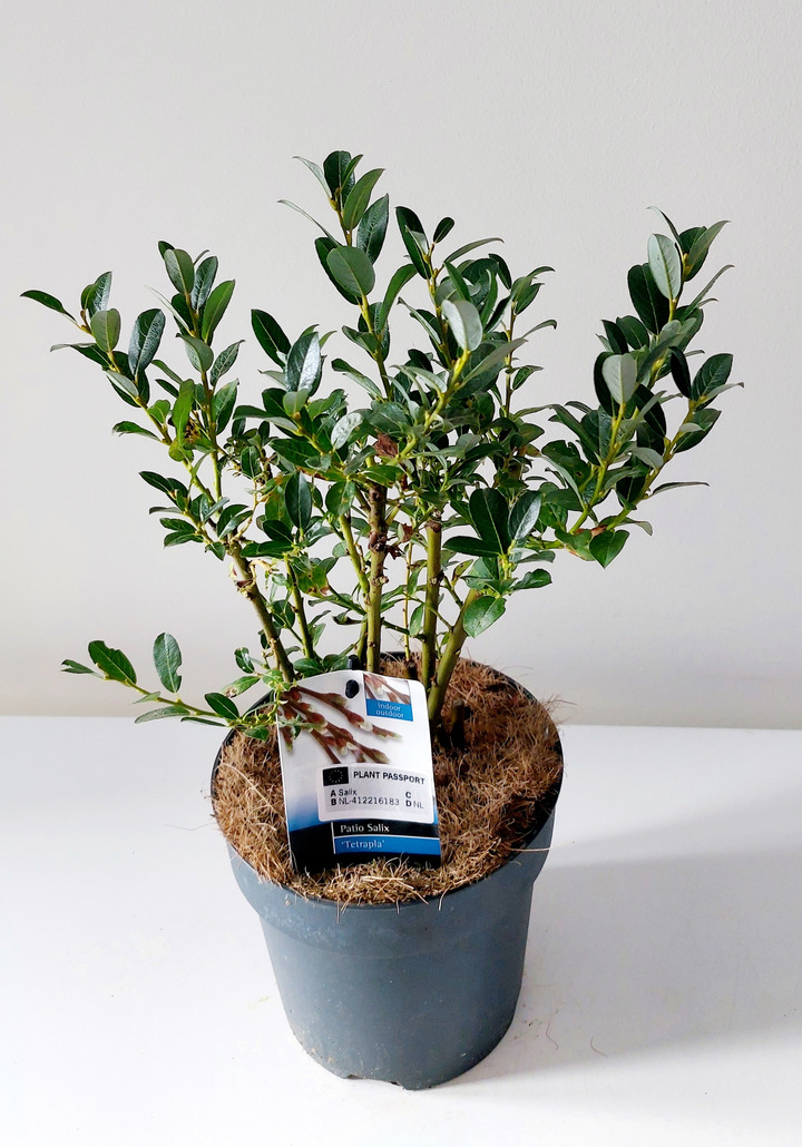 Gluosnis Salix tetrapla (Lot Salix tetrapla)  C2/P17 BUSH