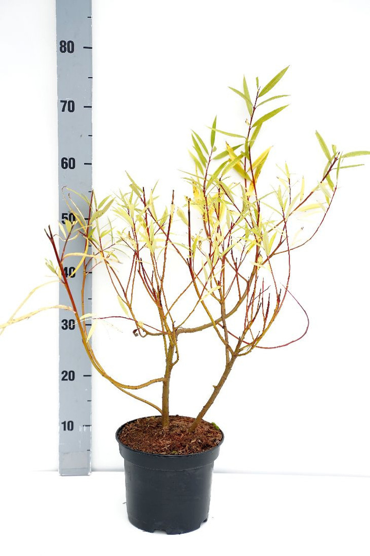 Sachalininis gluosnis (Lot Salix udensis) 'Sekka' C3/P19 30-40 CM